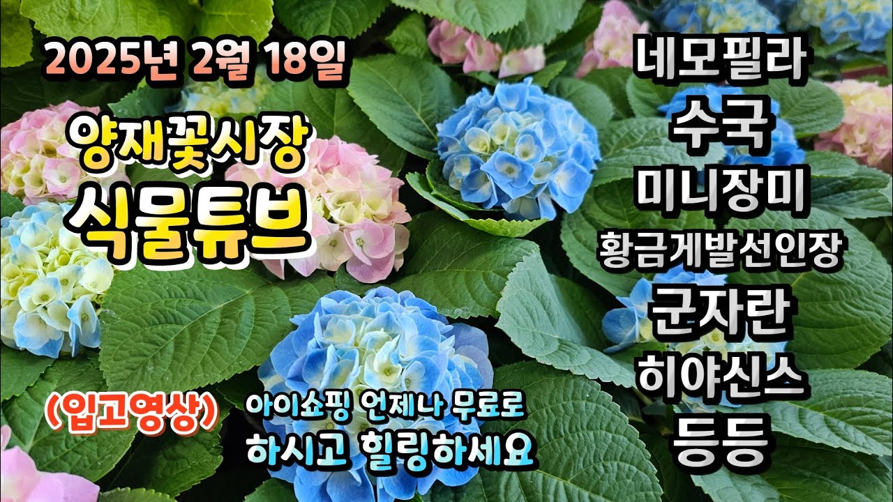 저번주는 봄인가 싶더니 이번주는 너무 춥네요 ㅠㅠ  그래도 꽃 안보고 살수는 없지요~ 시청 하시러 가시죠~~#양재꽃시장 #식물튜브 #월동 #관엽 #식물아빠