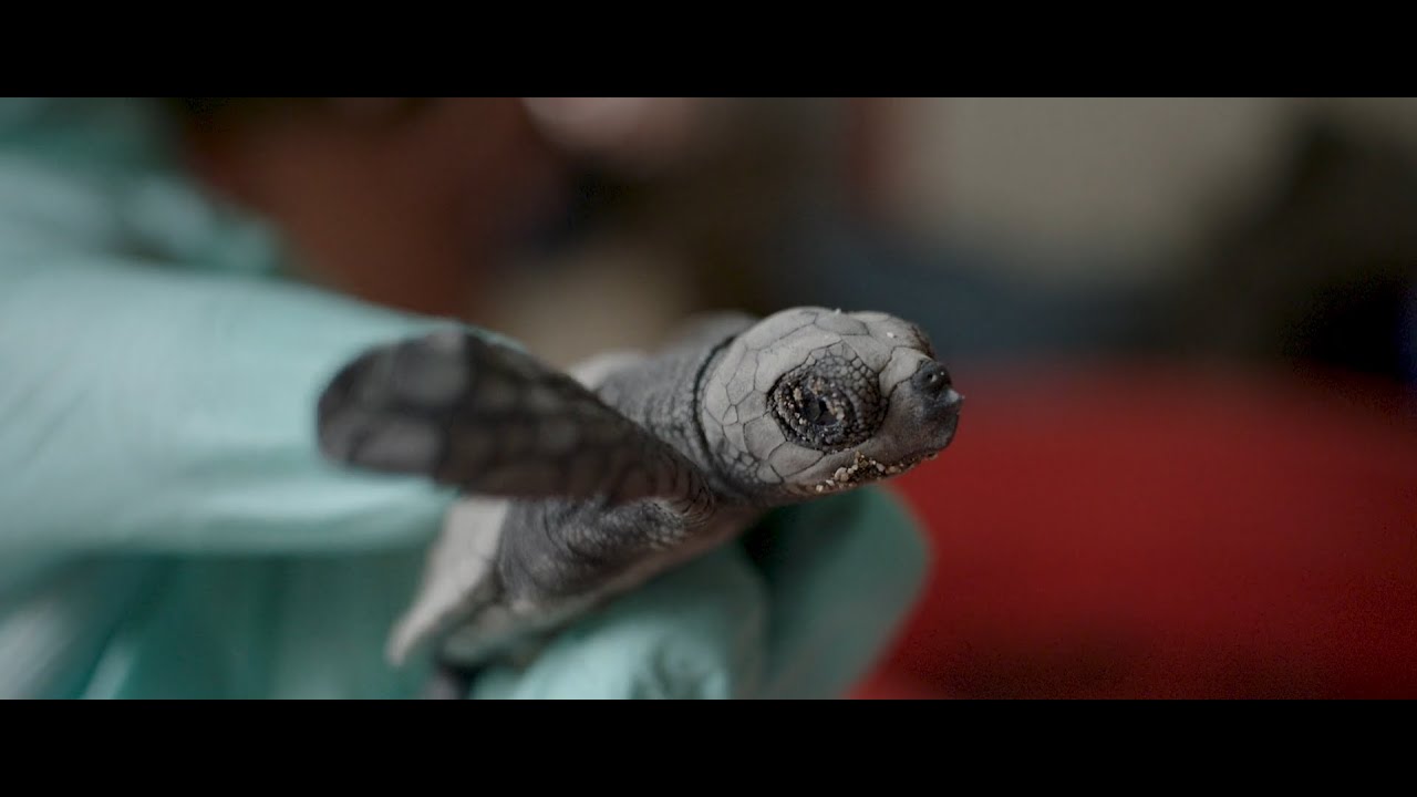Bali Sea Turtle Society