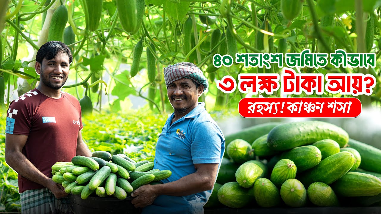 মাত্র ৫০ হাজার টাকা খরচে! স্মার্ট কৃষকের কাঞ্চন শসা চাষে ৪ গুণ লাভ #bizpata