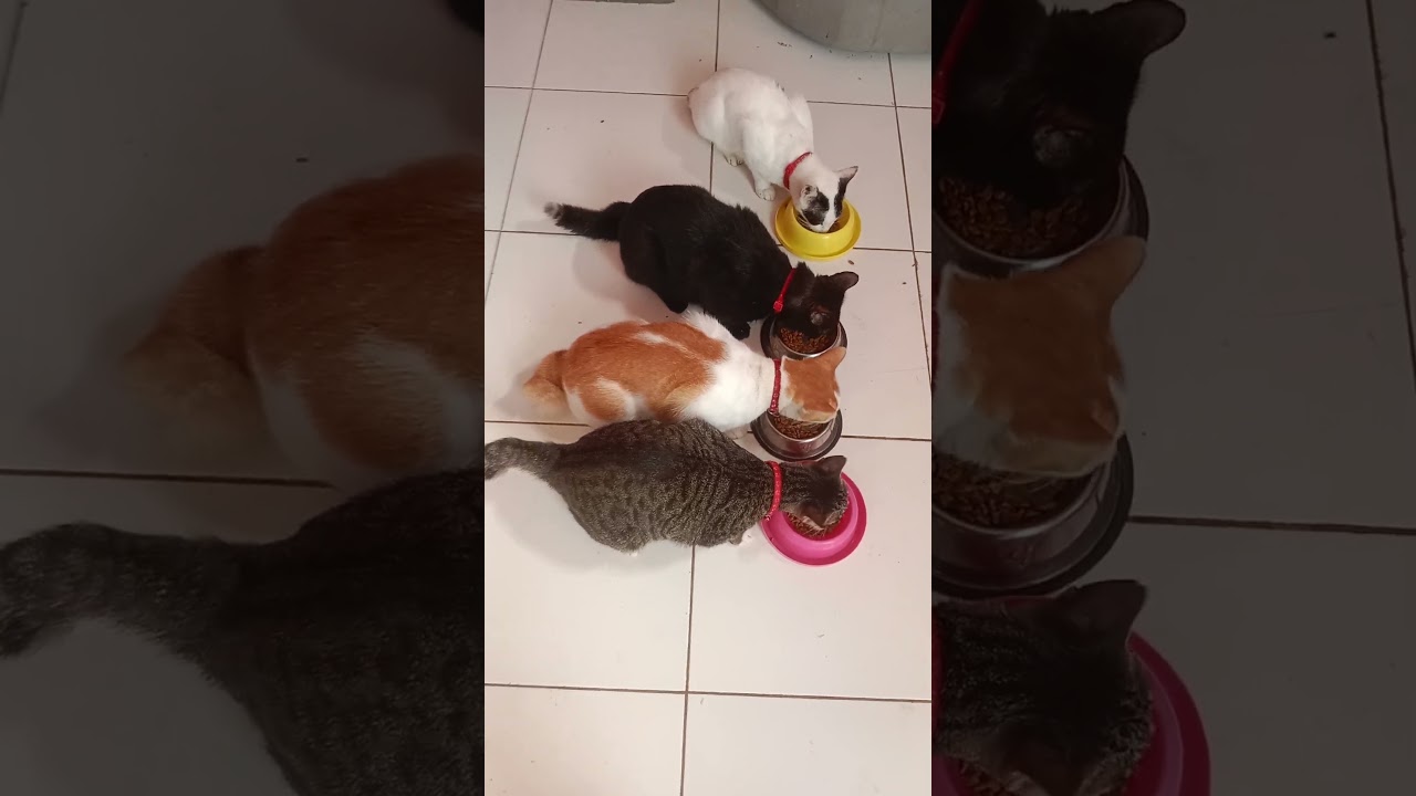 sahur kesiangan makan pagi #cat #kucing #kucinglucu