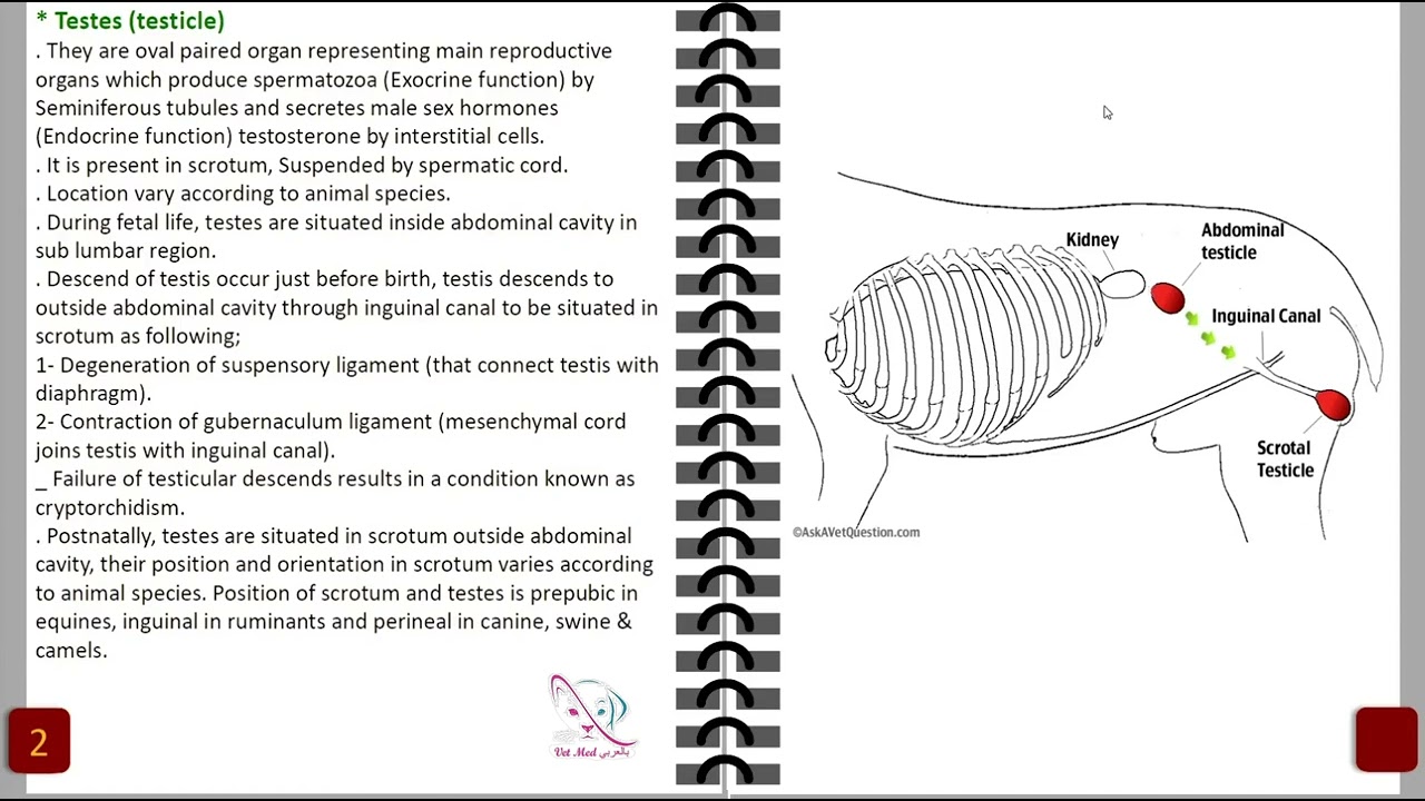 01. Male genital system veterinary anatomy (testes) (part 1 / 2)