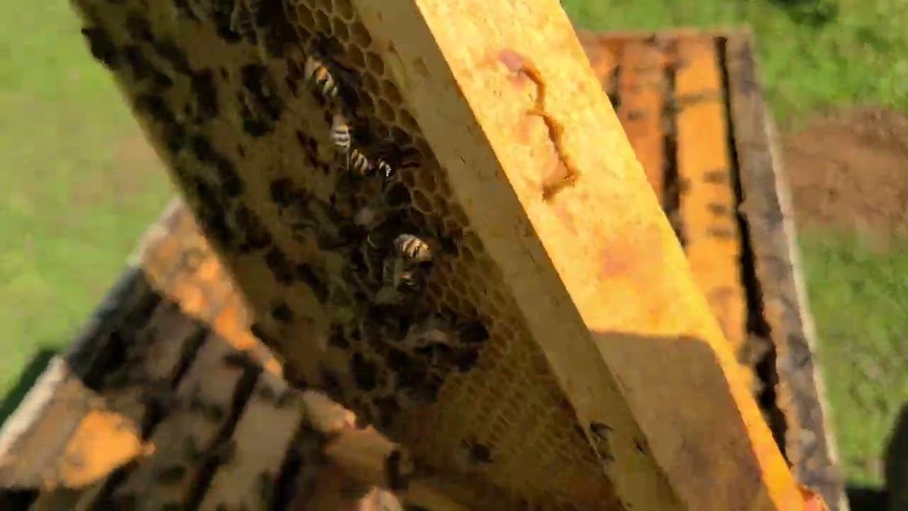 WOW, what a frame of future winter bees!