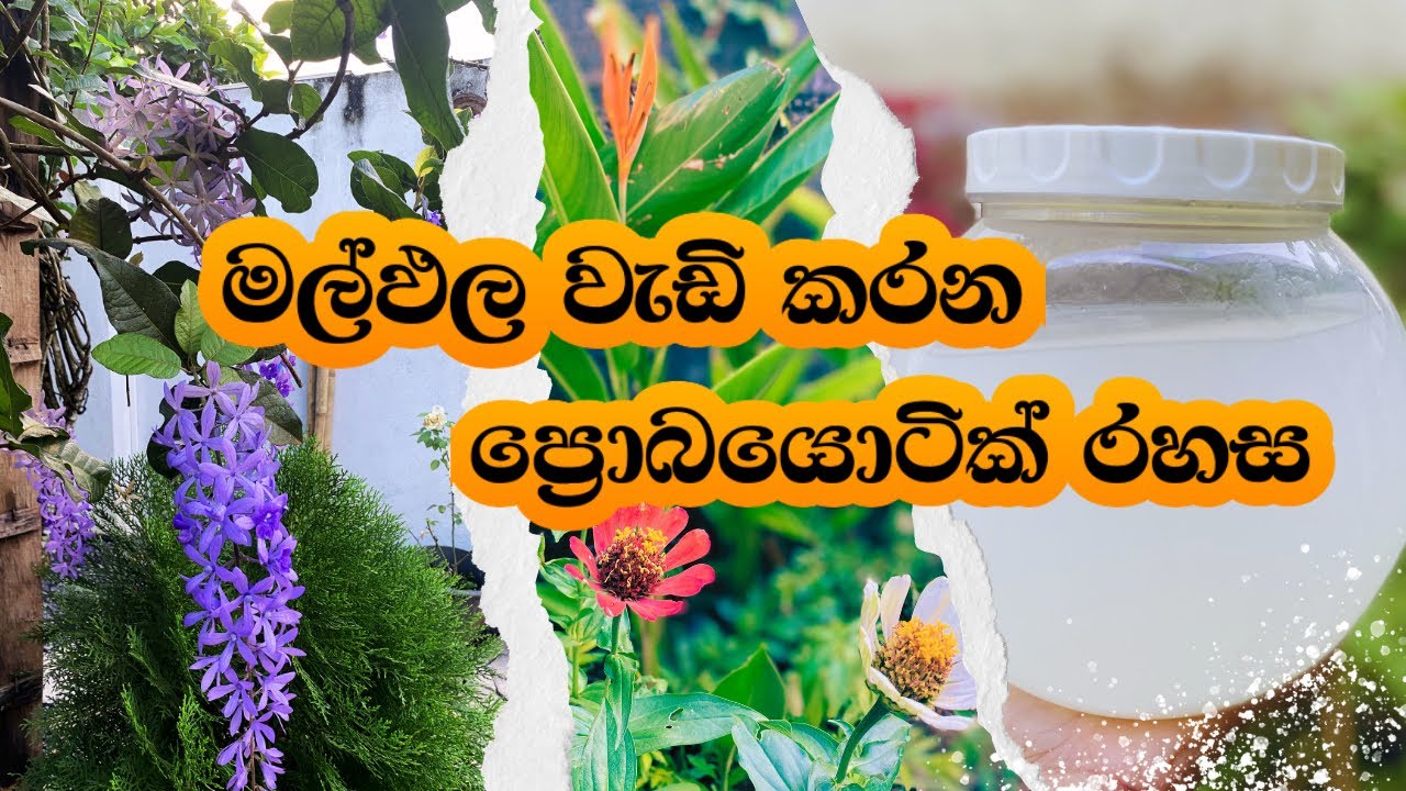 සතයක්වත් වියදම් නැතුව ගෙවත්තට ප්‍රොබයොටික් දියර පොහොර හදමු🤩Organic Probiotic Fertilizer🪴gardening✨