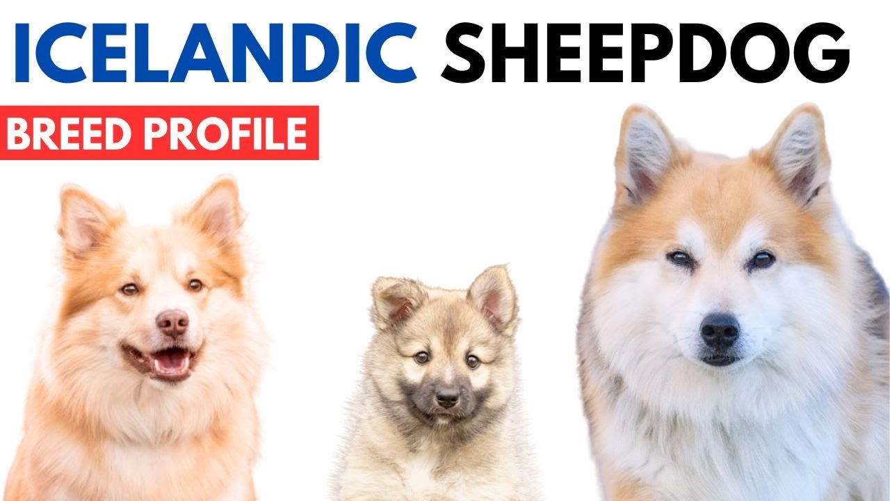 Icelandic Sheepdog Breed History - Price - Traits - &Iacute;slenskur fj&aacute;rhundur Grooming Needs - Lifespan
