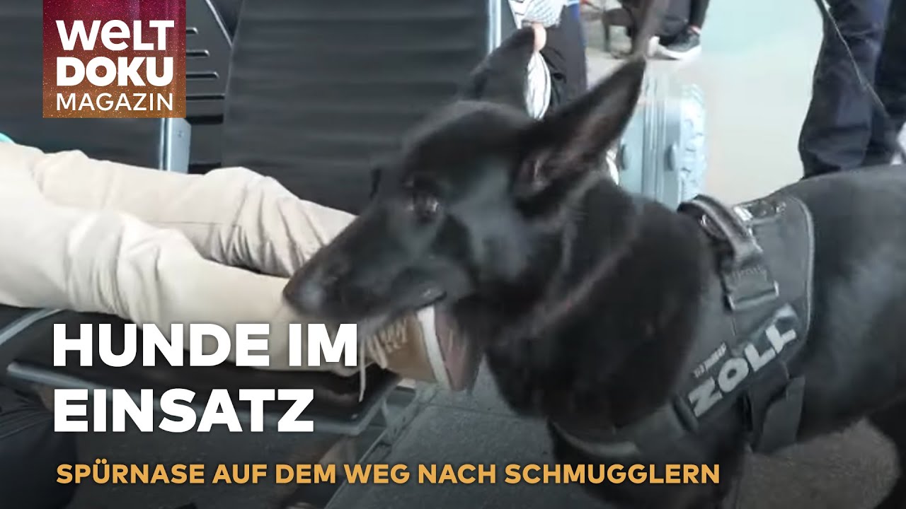 KOMISSAR SP&Uuml;RNASE: Zoll-Hightech-Hund enttarnt Schmuggler und Plagiate am Flughafen | WELT Magazin