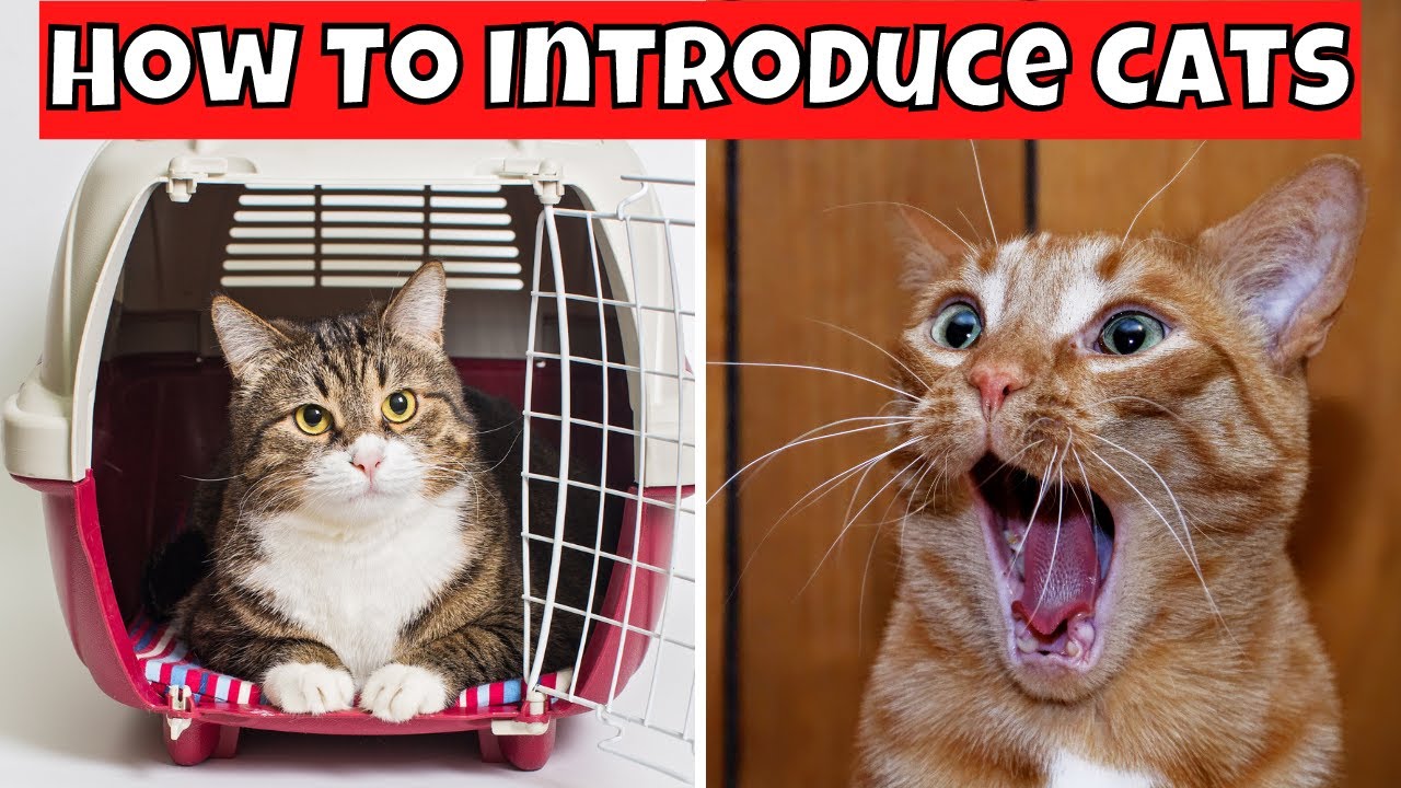 How to Introduce Two Cats (Safe & Easy Strategies)