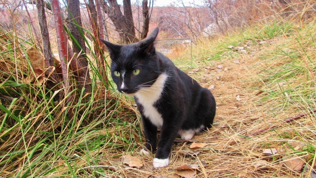Our Cute Cats #375 - Leisurly Walk Outdoors With Kitten Shadow Puma | PART 1