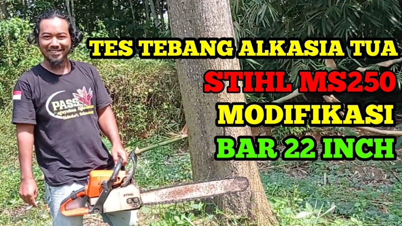 STIHL MS250 BAR 22 INCH MODIFICATION.TES TEBANG ALKASIA TUA.CHAIN SAW STIHL.