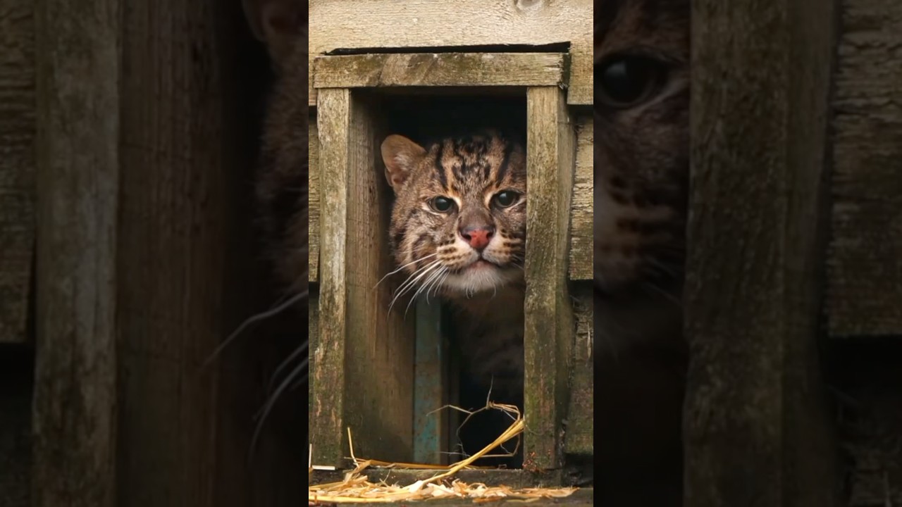 Datos de Animales que No te Esperabas