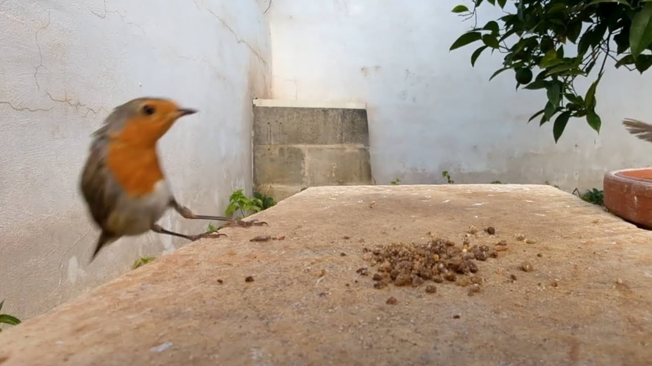 The summer robin in Malta 23-28Jul 2025