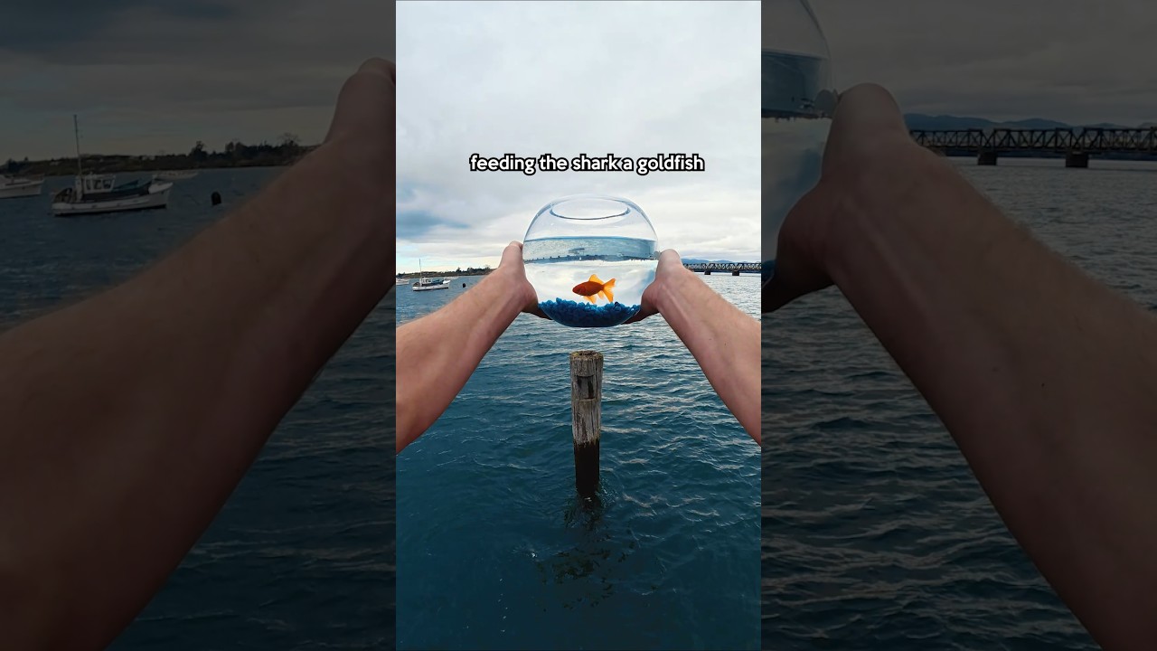 Give The Shark A Goldfish 😱
