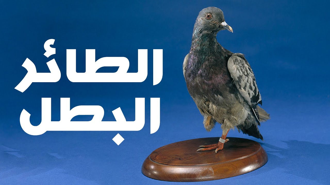 إزاي البشر اتسببوا في انقراض الحمام الزاجل في ٥٠ سنة بس؟