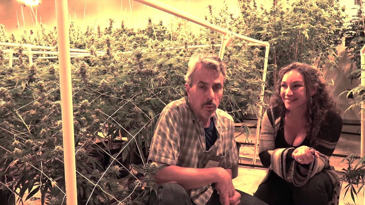 In A Big Colorado Cannabis Grow Room