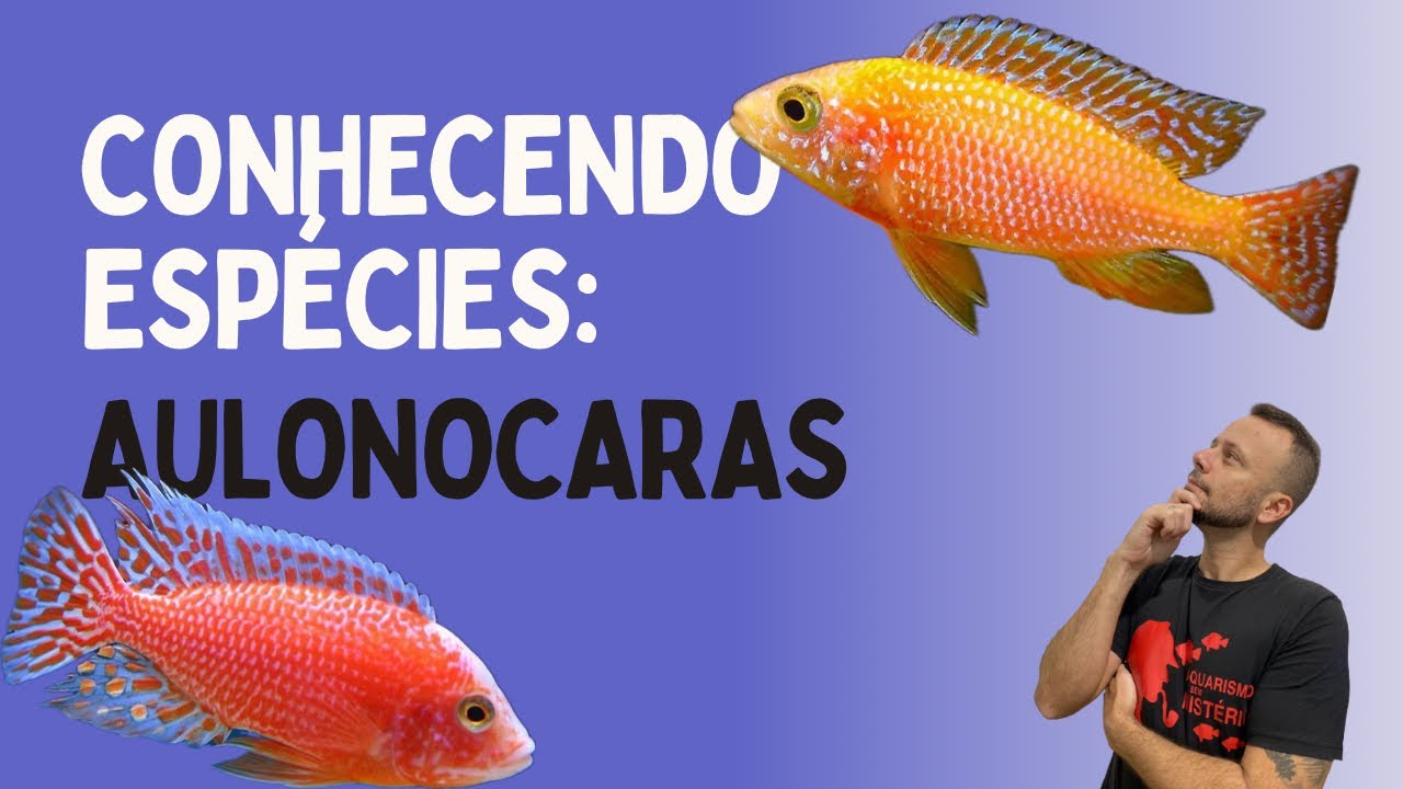 POSSO COLOCAR AULONOCARAS COM MBUNAS (yellow, auratus azul) ???