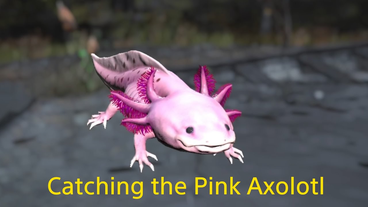 Pink Axolotl Catch & Location