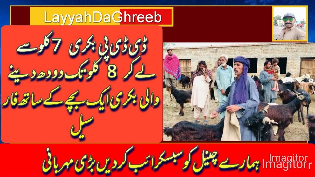 ddp bakri for sale Lene wale bhai raabta karo#05.04.2024#