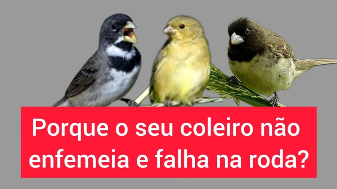 COLEIRO NÃO QUER FINALIZAR.DESCUBRA O QUE ACONTECEU.