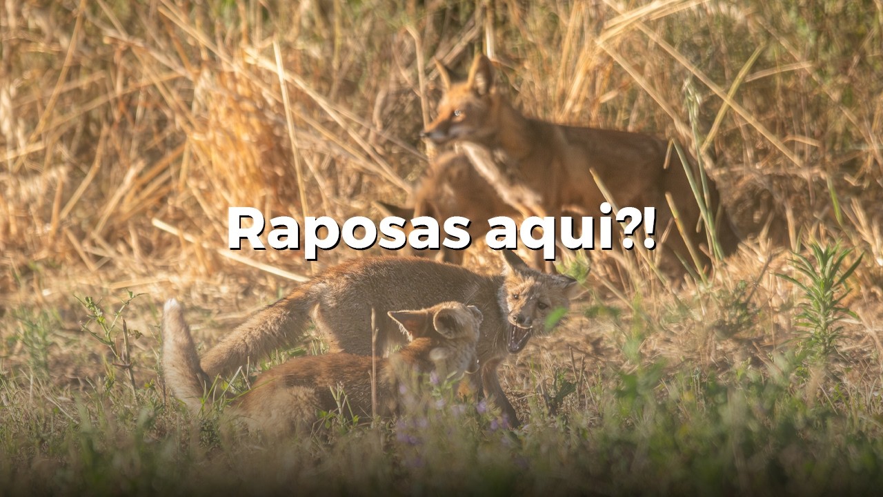 O Meu Primeiro Encontro com uma Mãe Raposa e Três Crias