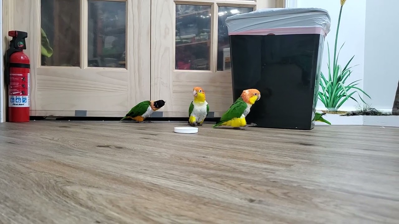 Happy Monday everybirdy!!