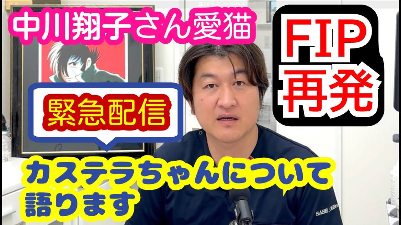 【緊急配信】中川翔子さんの愛猫FIP再発で亡くなる＠猫伝染性腹膜炎（FIP）治療の実際 2025年2本目