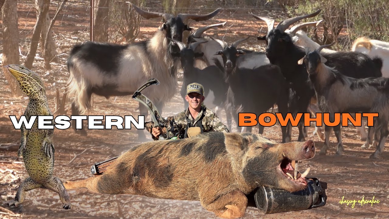 Bow Hunting BOARS & BILLYS!! Western NSW