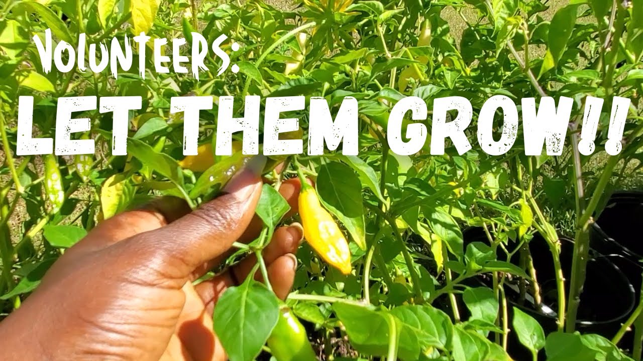 The Beauty of Volunteer Plants: Embrace Garden Chaos!