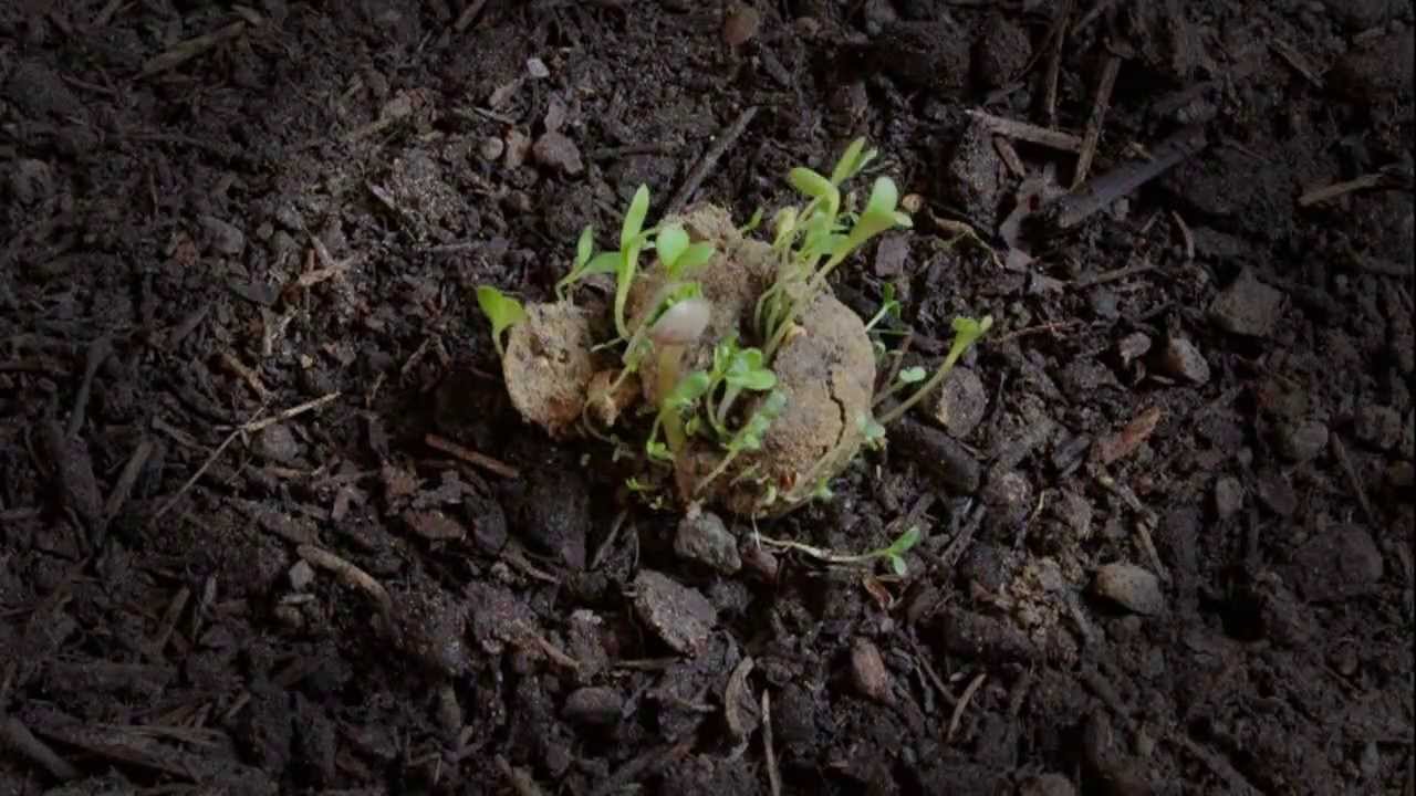 Seedballs Timelapse - Gorilla Gardening Seedbombs