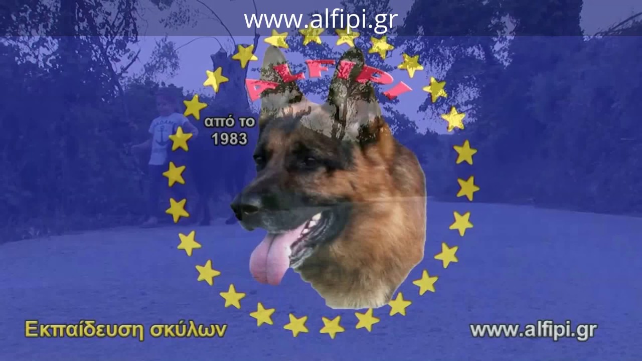 &Epsilon;&kappa;&pi;&alpha;ί&delta;&epsilon;&upsilon;&sigma;&eta; &sigma;&kappa;ύ&lambda;&omega;&nu; &Tau;&zeta;&alpha;&kappa; &Rho;ά&sigma;&epsilon;&lambda; &Tau;&epsilon;&rho;&iota;έ&rho; &Epsilon;ύ&beta;&omicron;&iota;&alpha; &Alpha;&lambda;έ&kappa;&omicron;&sigmaf; &Phi;&iota;&lambda;&iota;&pi;&pi;ή&sigmaf; www.alfipi.gr