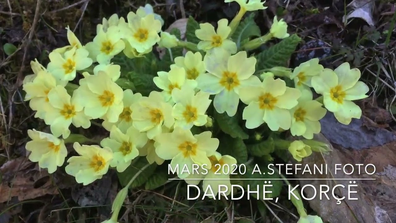 2020 Mars-Dardhë Natyra - Aguliçet