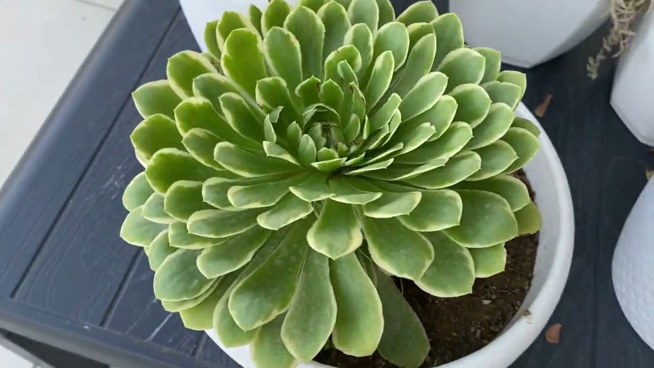 Terasta Bitki Bakımı (Aeonium , Sardunya , Sukulent)