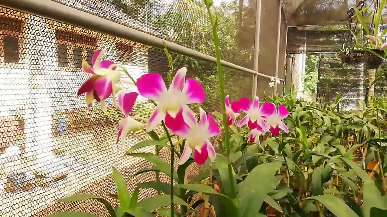 Orchid Plant (Orchidaceae)