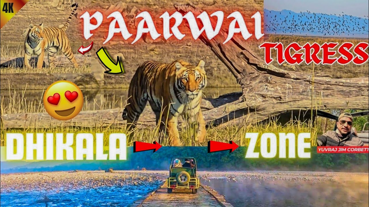 TIGER K DARSHAN HUE KARIB SE DHIKALA AANA HUA SAFAL 🤩 #yuvrajjimcorbett