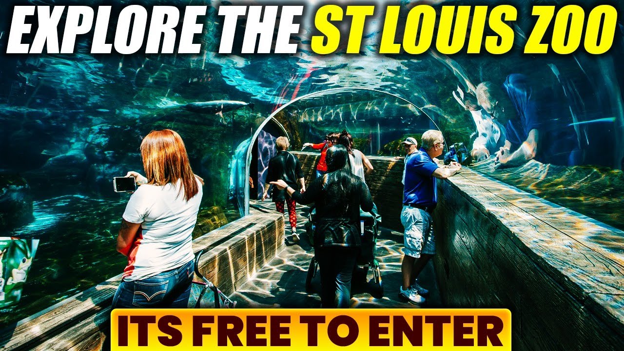 Explore the St. Louis Zoo Before You Go – What to Expect in 2025! 🦓