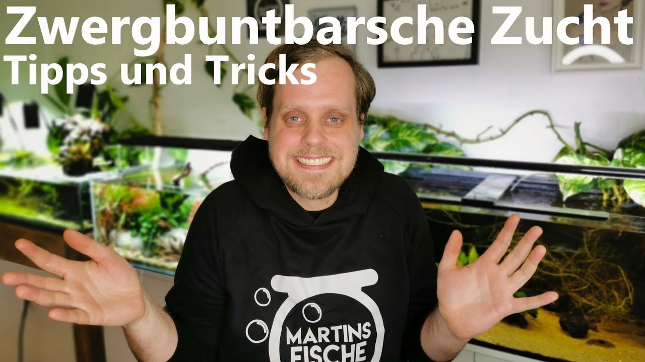 Zwergbuntbarsche ZUCHT - TIPPS UND TRICKS - Stellschrauben! Nanochromis splendens