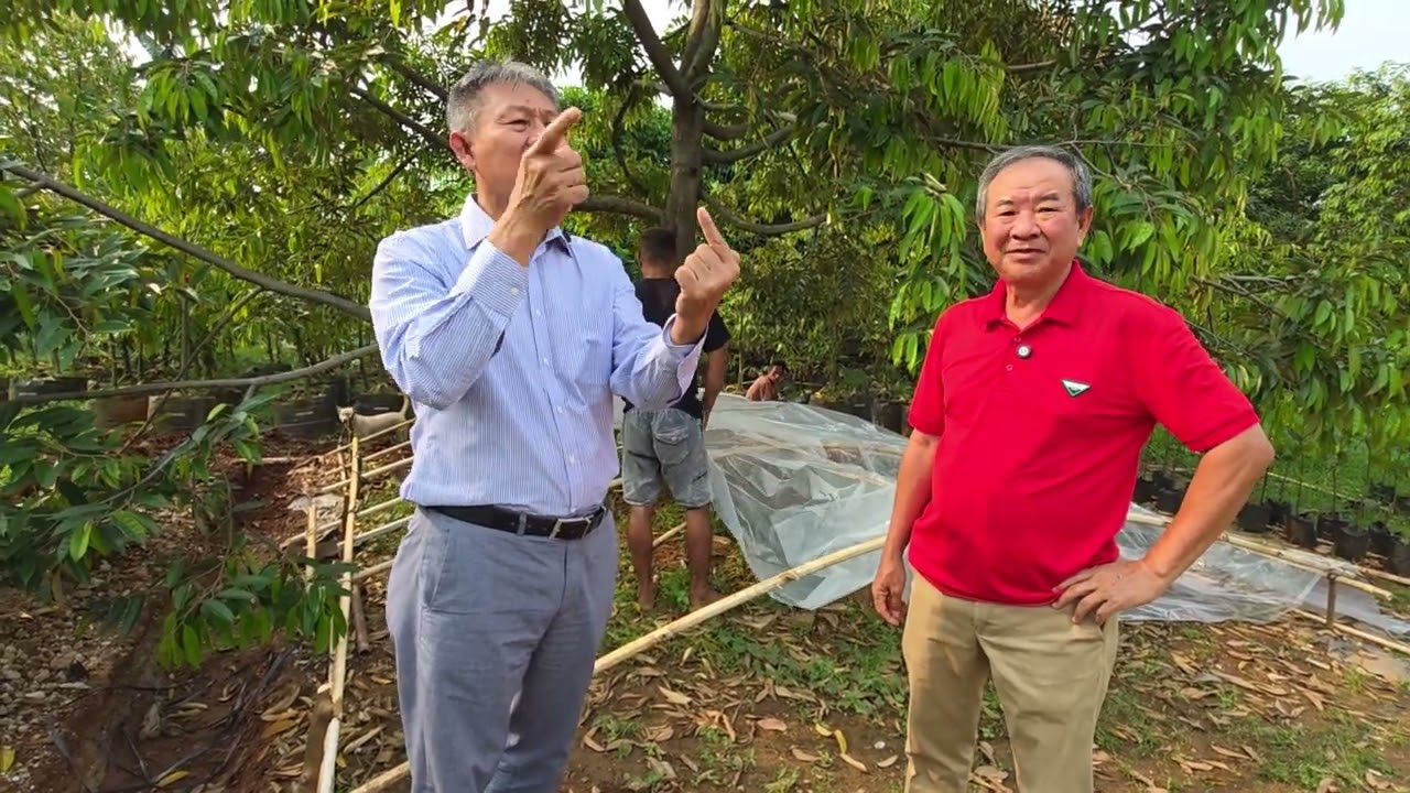 DISKUSI PEMBUNGAAN POHON DURIAN BERSAMA PAK HAR