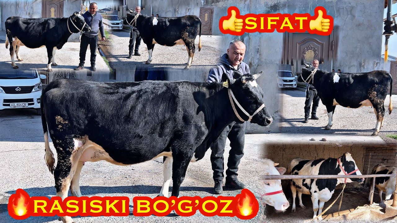 🔥RASISKI BO’G’OZ🔥100% DEXQON EGALARIDAN 99 895 23 57