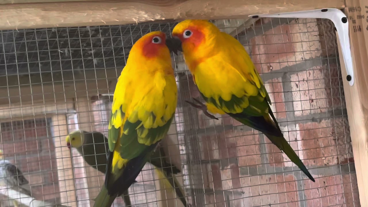 Sun Conure mating behaviour