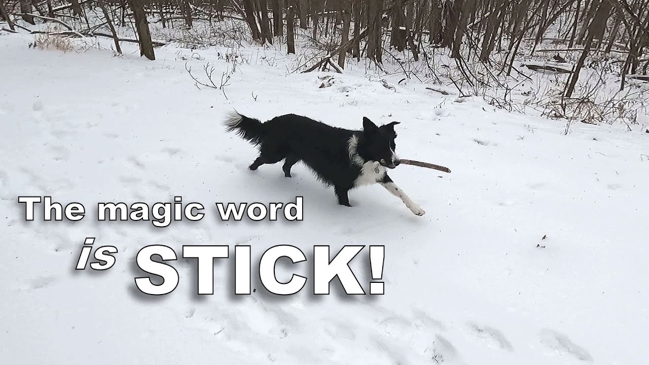 Fearful Border Collie&rsquo;s Magic Word is &ldquo;Stick&rdquo;