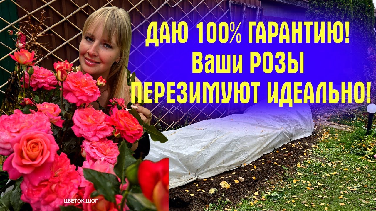 Мой ГЛАВНЫЙ СЕКРЕТ УКРЫТИЯ РОЗ, о котором молчат питомники! НИКАКОЙ ЧЕРНОТЫ И НУЛЕВЫЕ ВЫПАДЫ!
