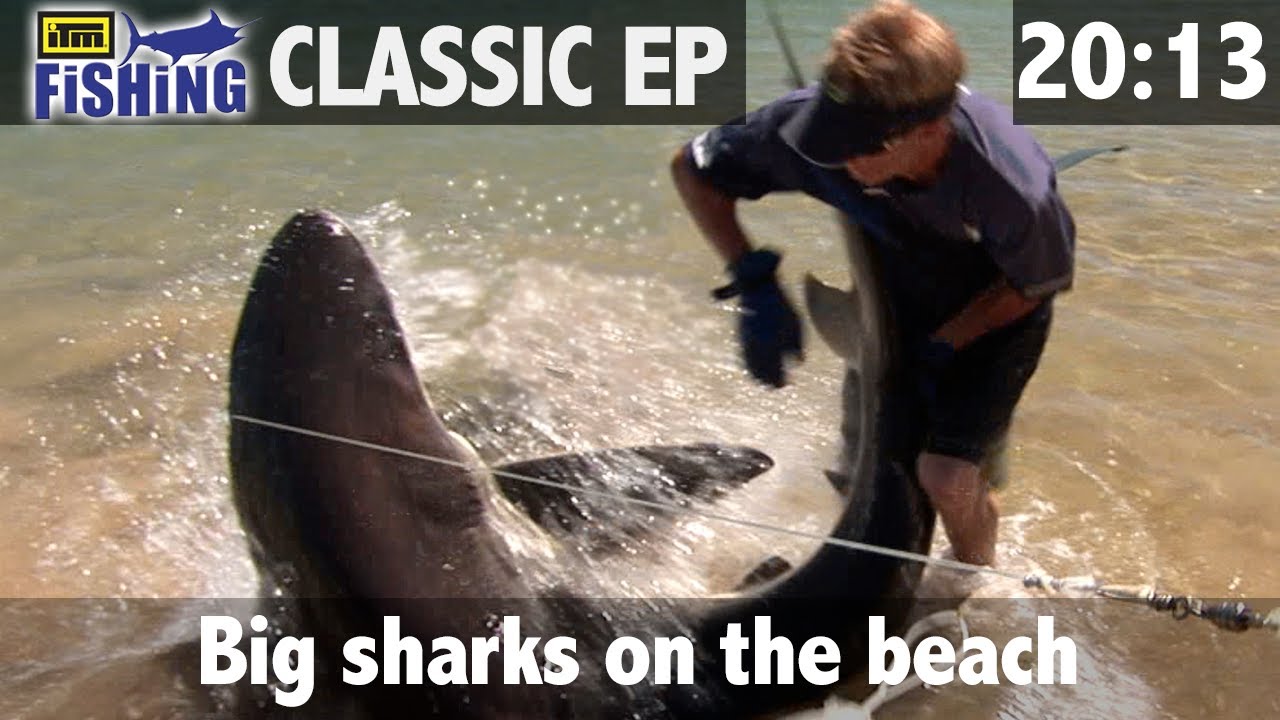 Big Sharks on the Beach