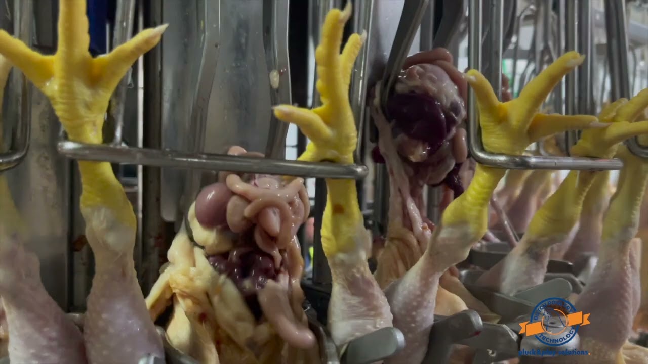 Automatic Eviscerator and Final inspection machine | Dutch Poultry Tech