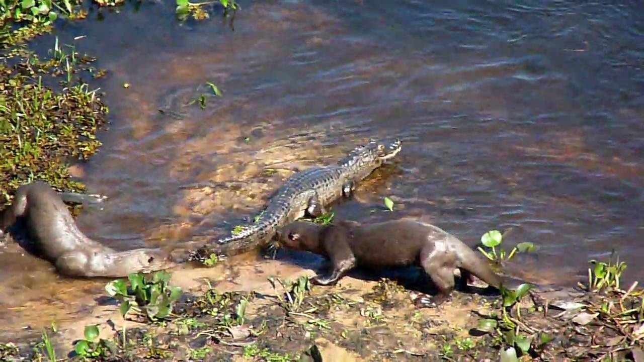 Otters vs Caiman
