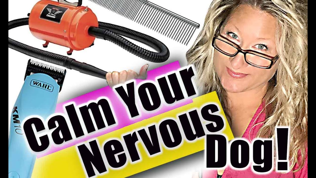 Help a NERVOUS Dog During Grooming and More