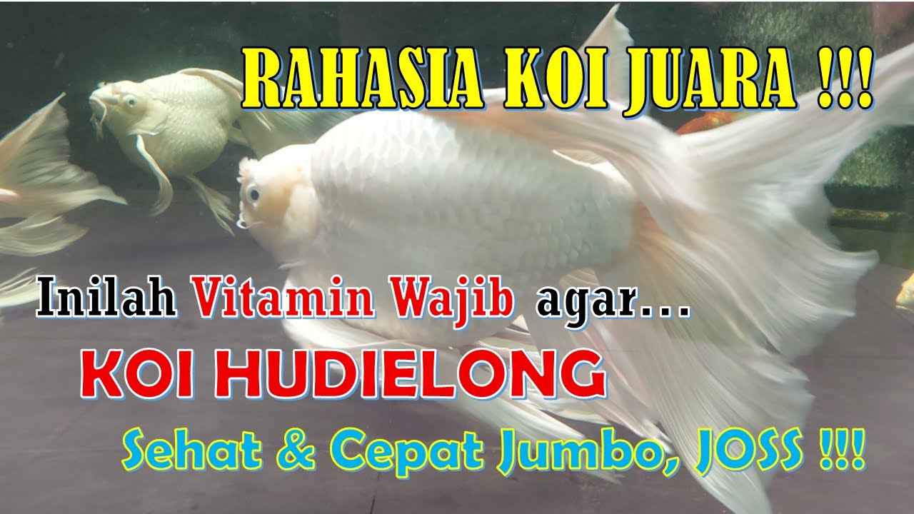 RAHASIA KOI JUARA, Inilah Vitamin Wajib Agar Koi Hudielong Sehat & Cepat Jumbo, JOSS !!!