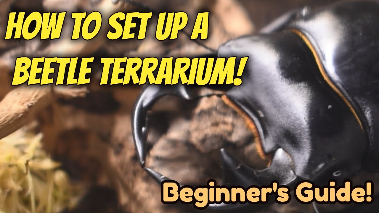 How To Set Up A Beetle Terrarium | Beginner's Guide | Pets