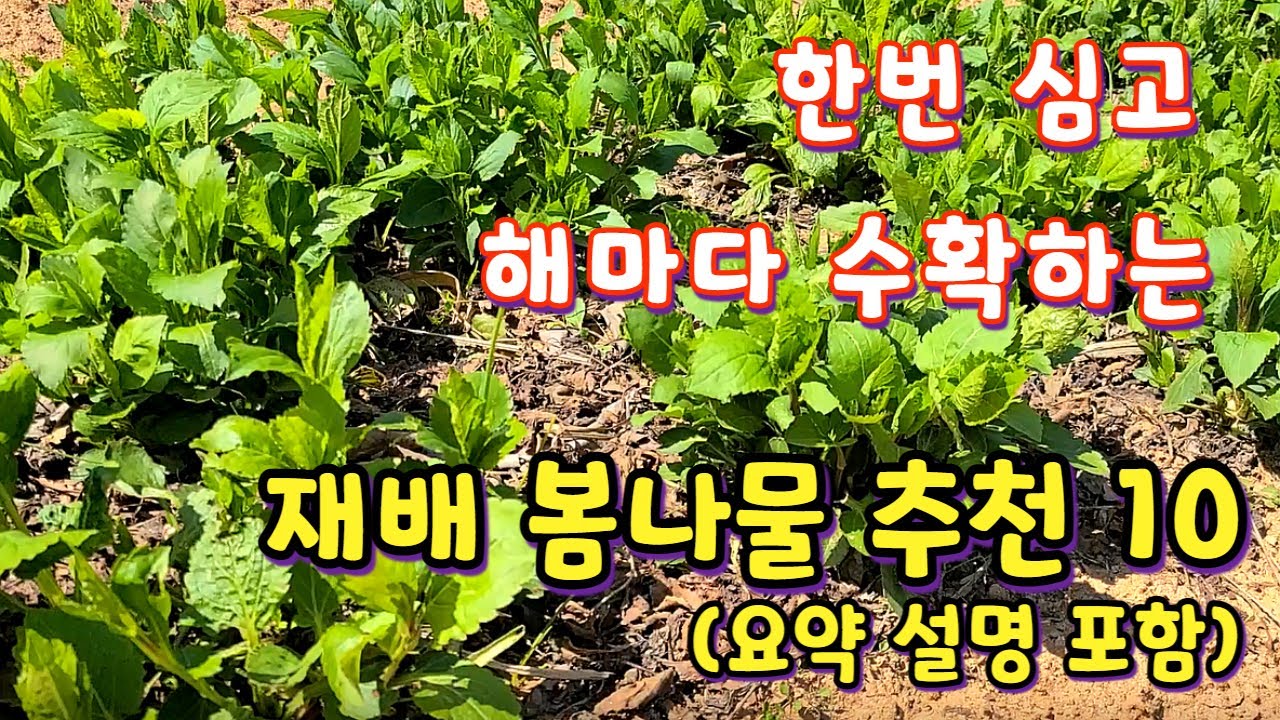 한번 심어 해마다 수확하는 재배 봄나물 10가지 추천. 텃밭에 여러해살이 다년생 나물 심어 길러보세요
