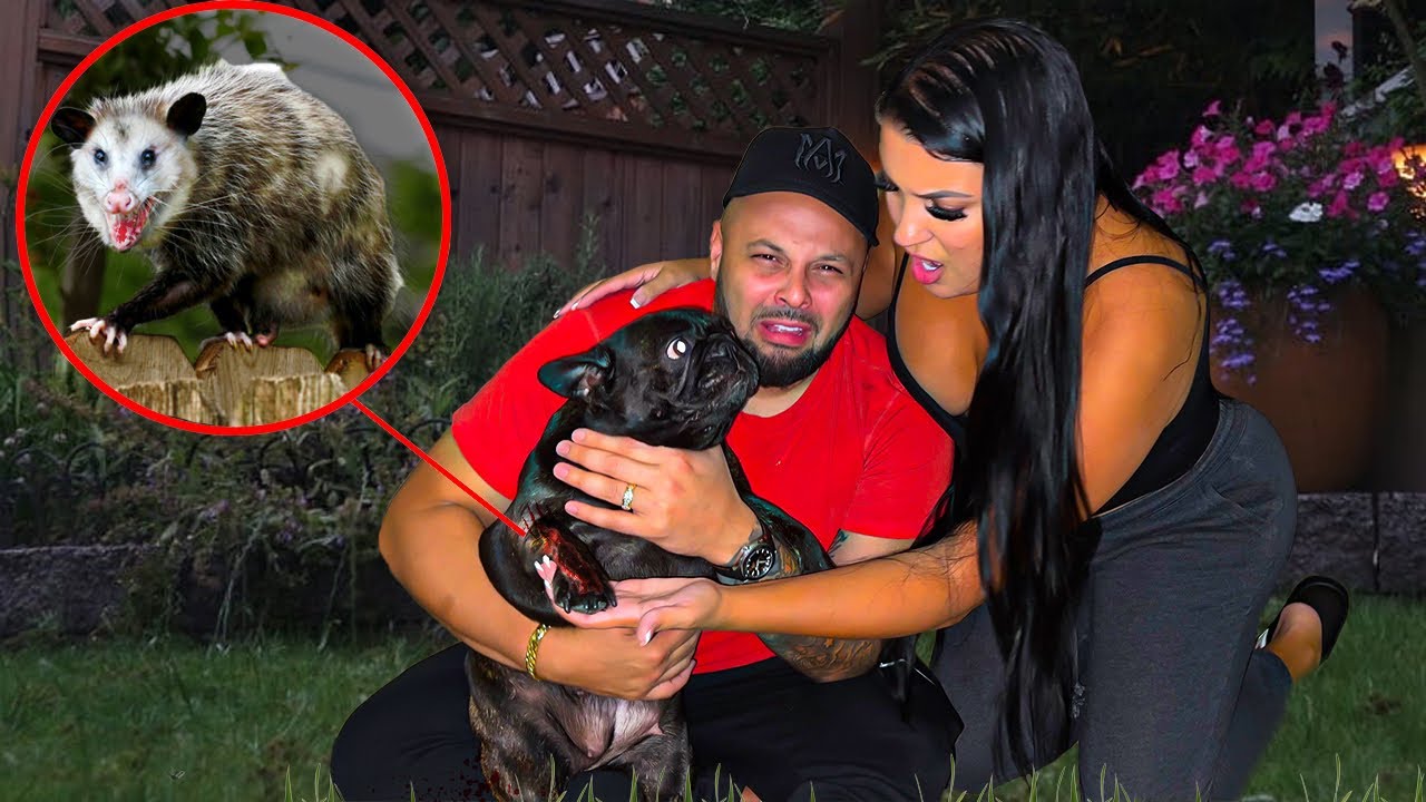 Our DOG Got ATTACKED By A POSSUM!!!