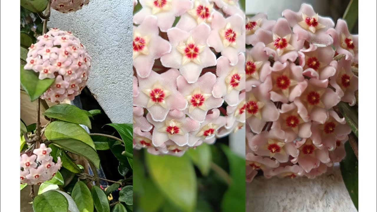 CUIDADOS PLANTA FLOR DE CERA O HOYA CARNOSA 💚😌
