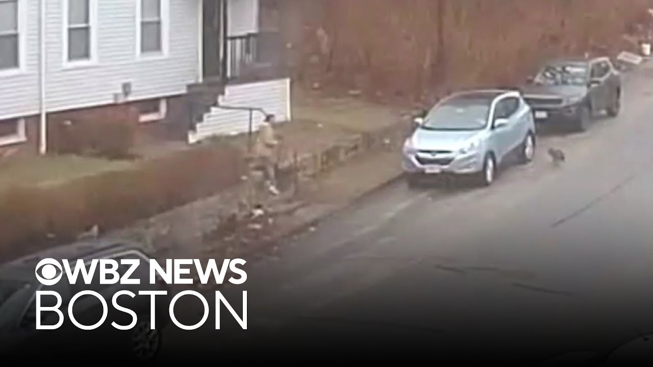 Woman attacked by potentially rabid fox in Massachusetts