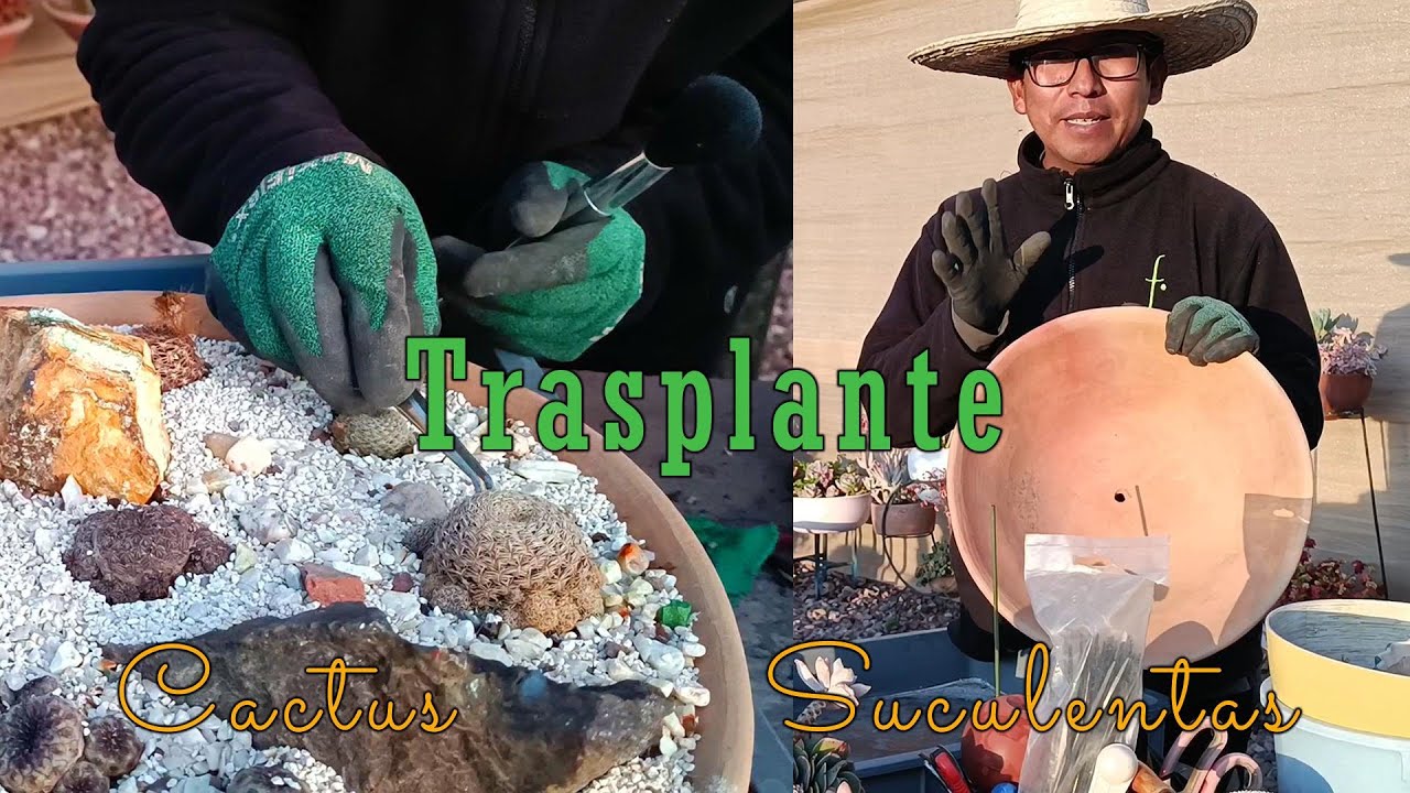 Cactario - floración - trasplante y más #suculentas #arte #jardin
